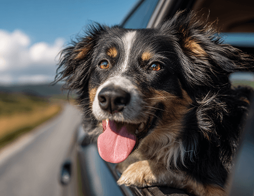 hundepas - rejse med hund